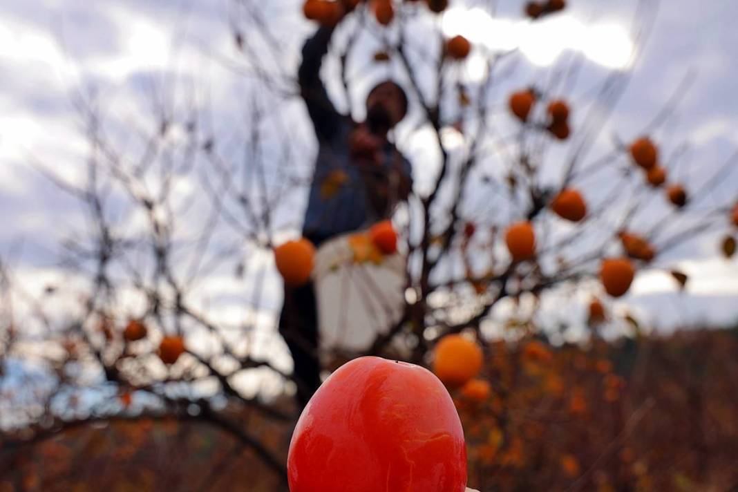 Çiftçi isyanda: Üreticide kilosu 25 lira, markette 80 lira! Yaş ve kuru olarak tüketilebiliyor 10